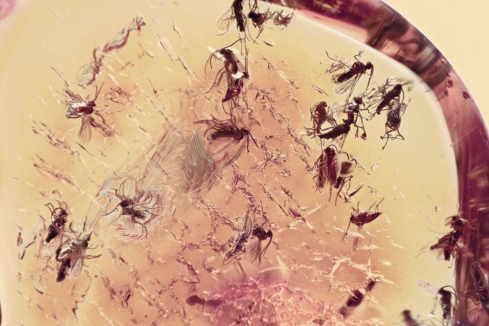 Fossil Fungus Gnat Swarm (Sciaridae) In Baltic Amber - ~ Gnats! #357912